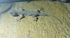 Hemidactylus flaviviridis
