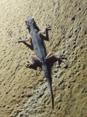 Hemidactylus flaviviridis