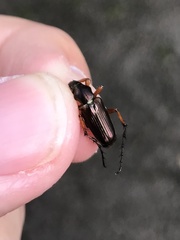 Macrodactylus solisi