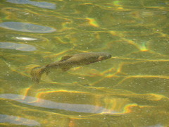 Oncorhynchus clarkii