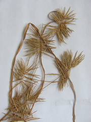 Cyperus engelmannii
