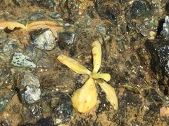 Pinguicula macroceras