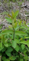 Lonicera utahensis