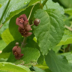 Euonymus occidentalis occidentalis
