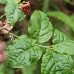 Euonymus occidentalis occidentalis