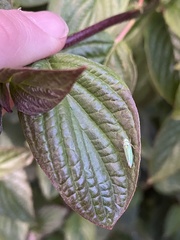 Graphocephala atropunctata