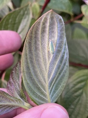 Graphocephala atropunctata