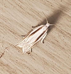 Polyhymno luteostrigella