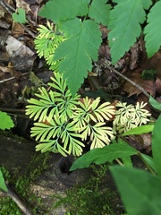 Dicentra canadensis