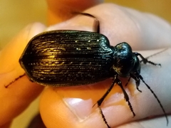 Calosoma sayi