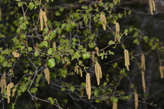 Betula turkestanica