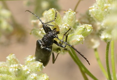 Neoplocaederus scapularis