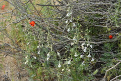 Delphinium camptocarpum