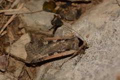 Dichagyris flammatra
