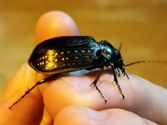 Calosoma sayi