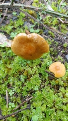 Pholiota multicingulata