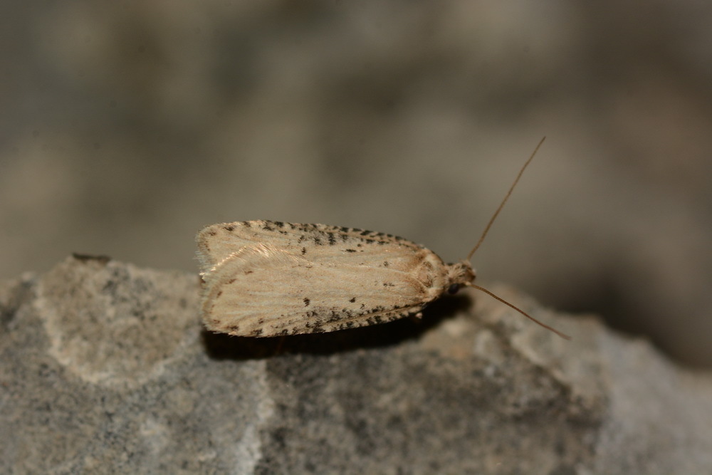Exaeretia terskeella