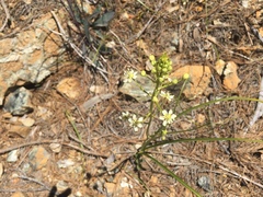 Toxicoscordion micranthum