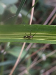 Eretmocera impactella