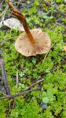 Pholiota multicingulata