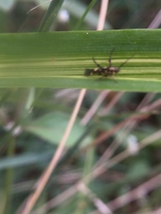 Eretmocera impactella