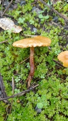 Pholiota multicingulata