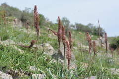 Eremurus regelii
