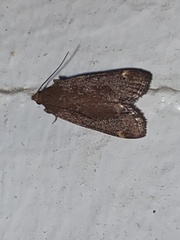 Hypsopygia intermedialis