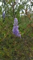 Ceanothus cyaneus