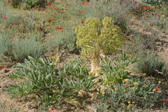 Ferula assa-foetida
