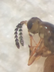 Odontofroggatia galili