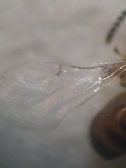 Odontofroggatia galili