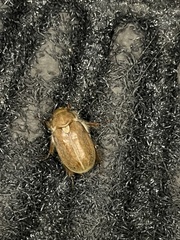 Amblonoxia