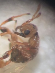 Odontofroggatia galili