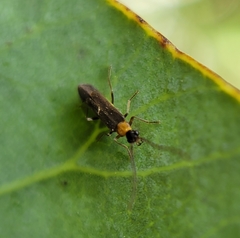 Malthininae