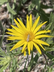Heterotheca stenophylla