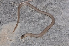Sonora taylori