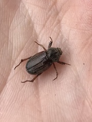 Faula centralis