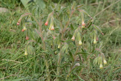 Onosma dichroantha