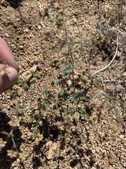 Eriogonum maculatum