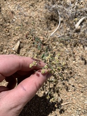 Eriogonum maculatum