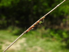 Tettigoniidae