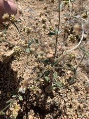 Eriogonum maculatum