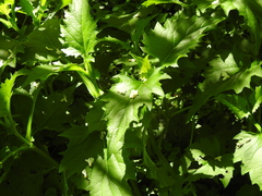Silphium perfoliatum
