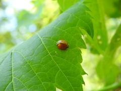 Harmonia axyridis