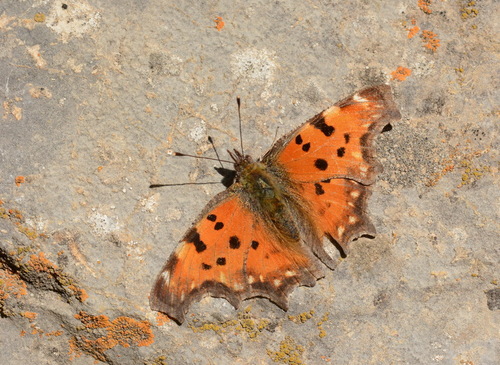 Polygonia undina