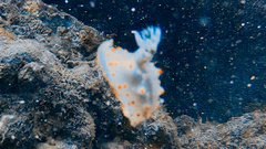 Halgerda carlsoni