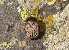Protaetia interruptecostata