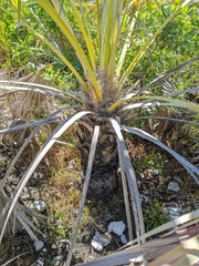 Leucothrinax morrisii