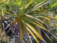Leucothrinax morrisii